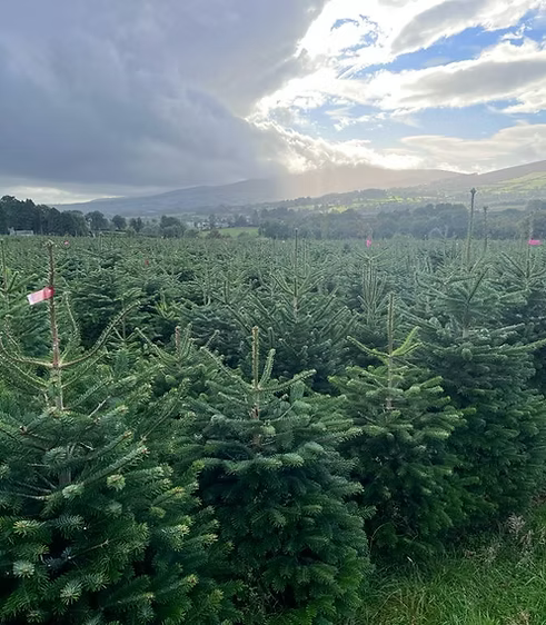 Real Christmas Tree (Nordmann Premium)