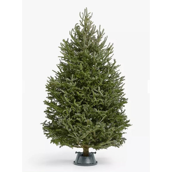 Frazer Premium 200-225cm (Pink)