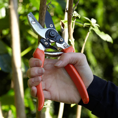 RHS Anvil Secateur