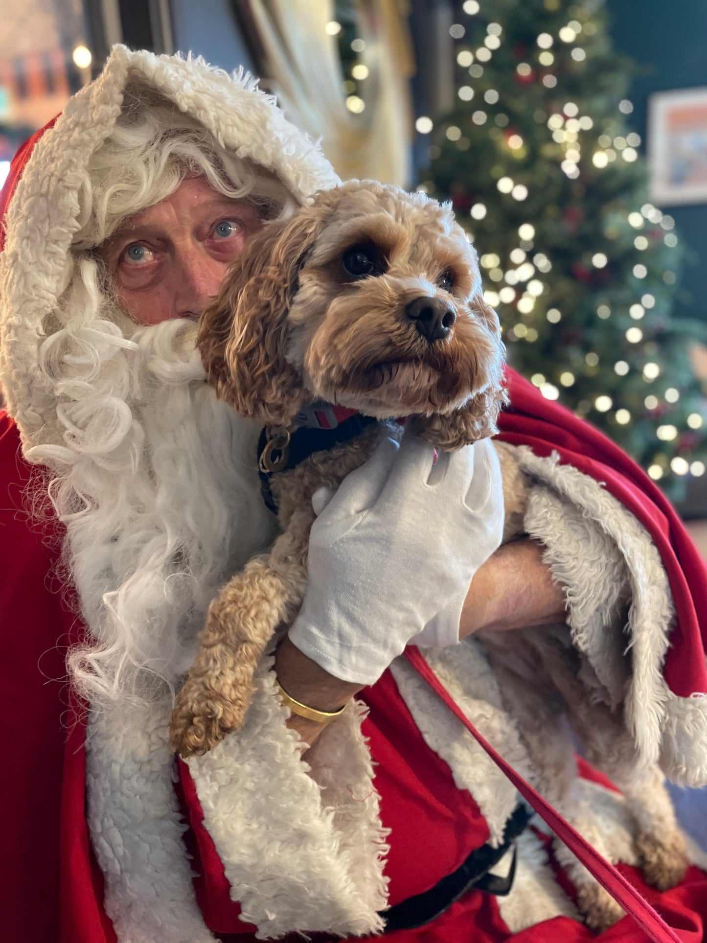 Santa Paws
