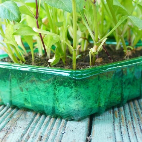 Gro-Sure Visiroot Seed Tray 4 pk