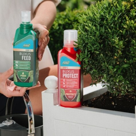 Westland 2 in1 Feed and Protect Buxus 2 x 500ml