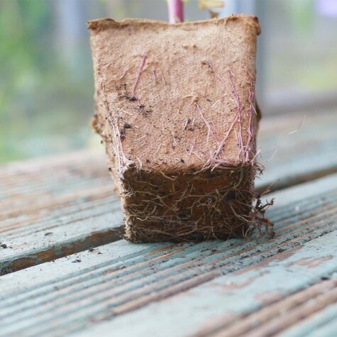 Gro-Sure Fibre Pots Square 6cm 80pk