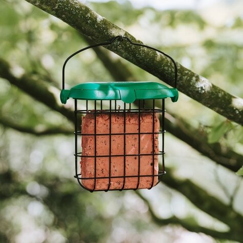 GM Berry Suet Feast