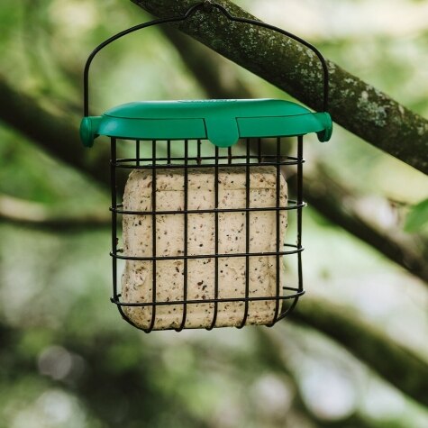 GM Peanut Suet Feast