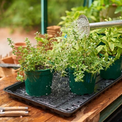Watering Tray 2pk