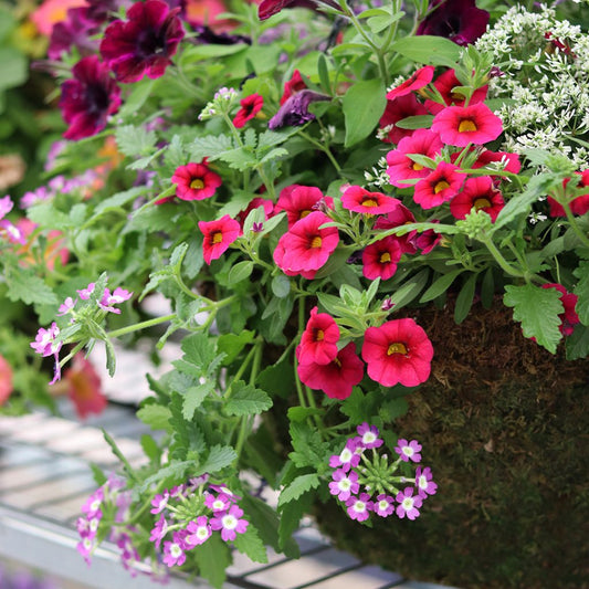 How to plant up a Summer Hanging Basket