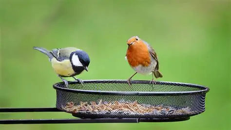 Wild Bird Care