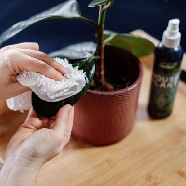 Houseplant Care