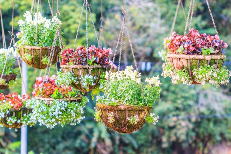 Hanging Baskets