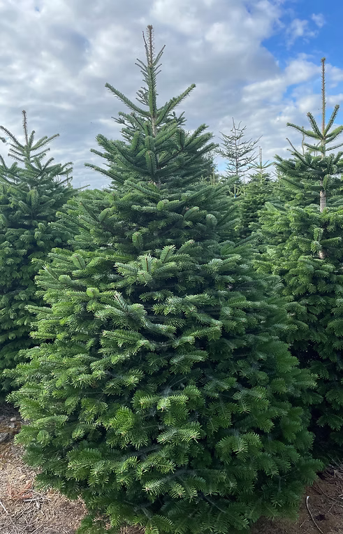 Real Christmas Tree (Nordmann Premium)