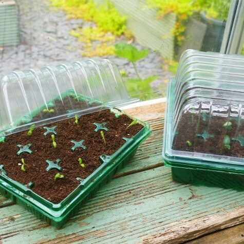 Gro-Sure Visiroot twin Propagator Set