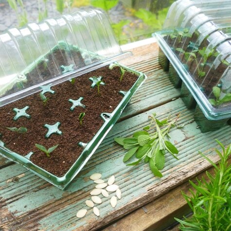 Gro-Sure Visiroot twin Propagator Set