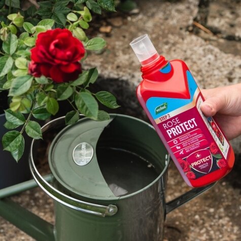 Westland 2 in1 Feed and Protect Rose 2 x 500ml