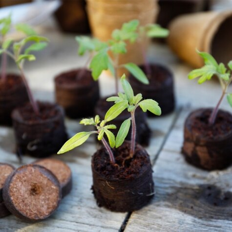 GI Peat Free Compost Discs 50pk