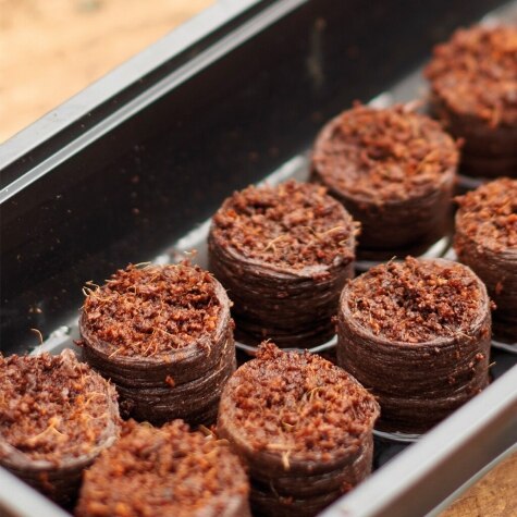 GI Peat Free Compost Discs 50pk