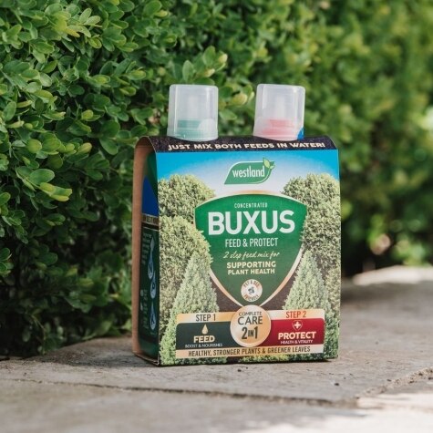 Westland 2 in1 Feed and Protect Buxus 2 x 500ml
