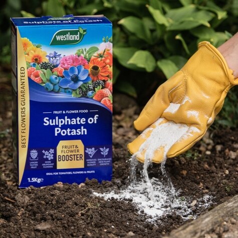 Sulphate of Potash  1.5kg