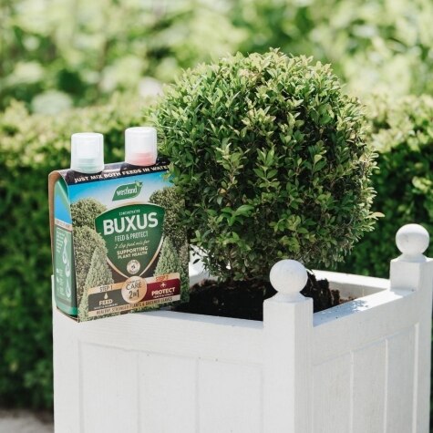 Westland 2 in1 Feed and Protect Buxus 2 x 500ml