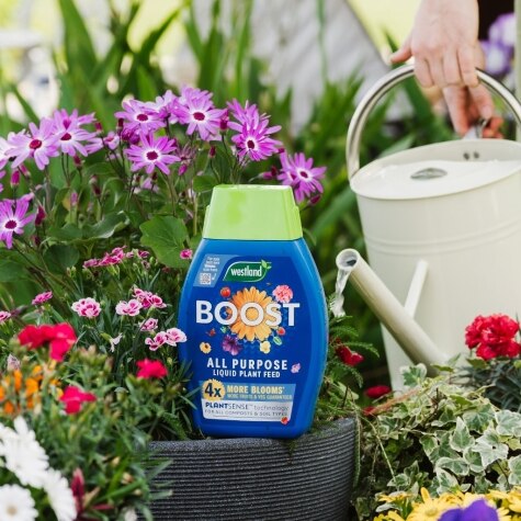 Westland Boost All Purpose Liquid Plant Food 1L
