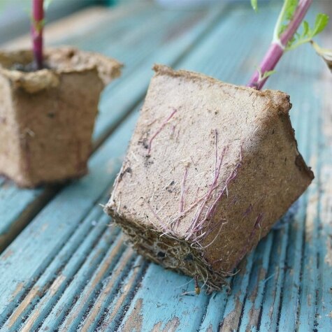 Gro-Sure Fibre Pots Square 6cm 20pk