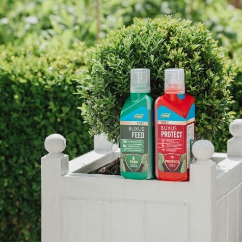 Westland 2 in1 Feed and Protect Buxus 2 x 500ml
