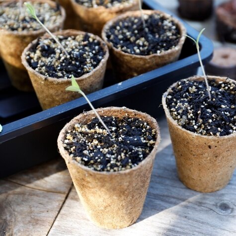 Gro-Sure Fibre Pots Round 6cm 96pk