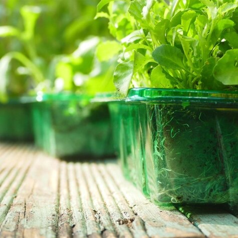 Gro-Sure Visiroot Seed Tray 4 pk