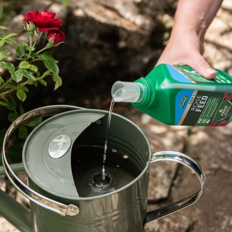 Westland 2 in1 Feed and Protect Rose 2 x 500ml