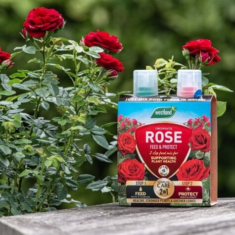 Westland 2 in1 Feed and Protect Rose 2 x 500ml