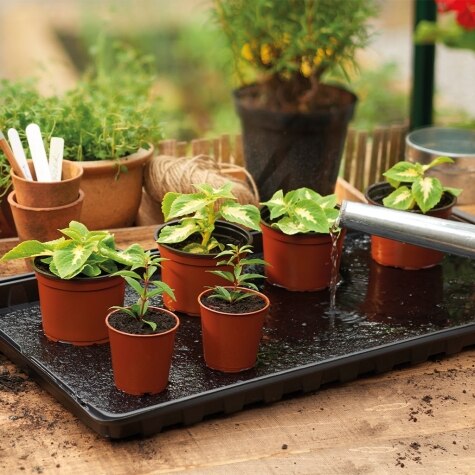 Watering Tray 2pk