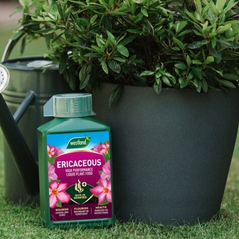 Westland Ericaceous Specialist Liquid Feed 1L