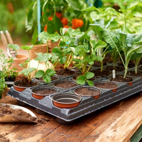 Growing Tray 18 Pot Round
