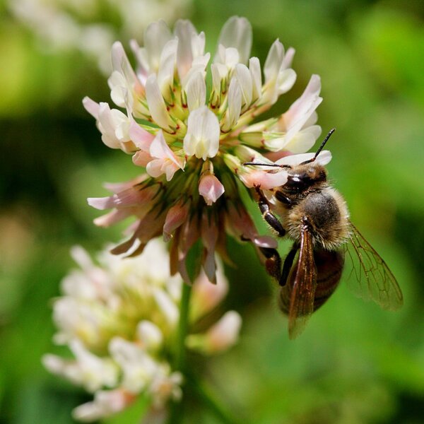 6 ways to attract wildlife to your garden