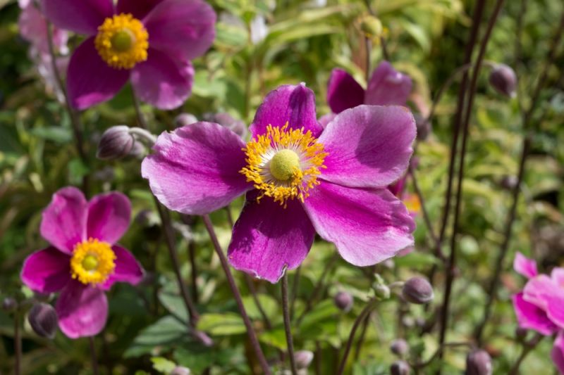 How to grow Japanese anemones