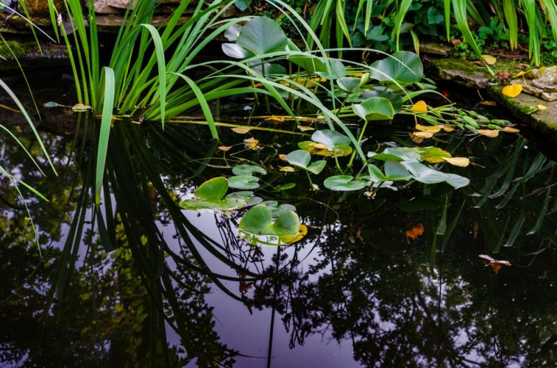 Maintain a thriving pond