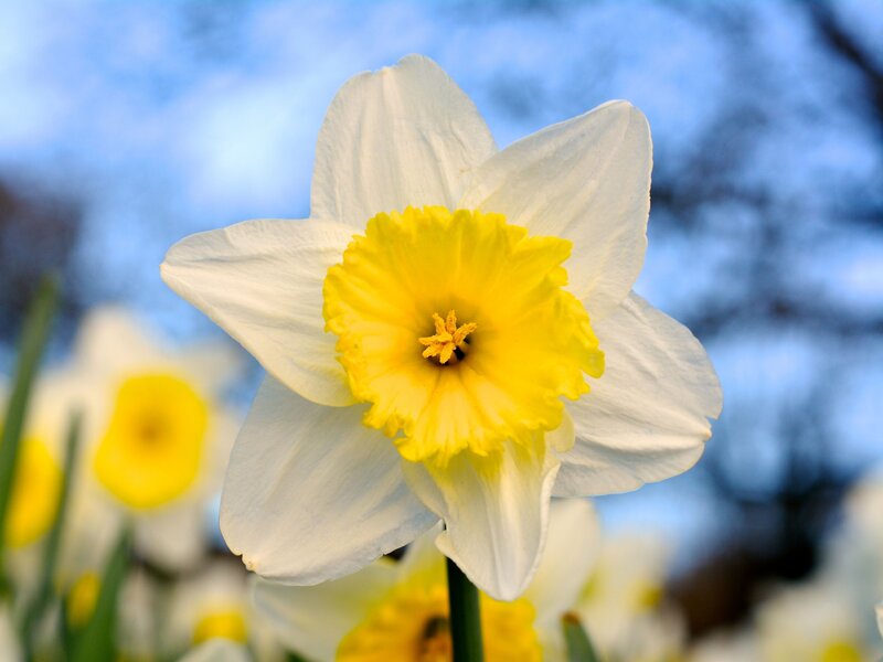 Spring-flowering garden plants