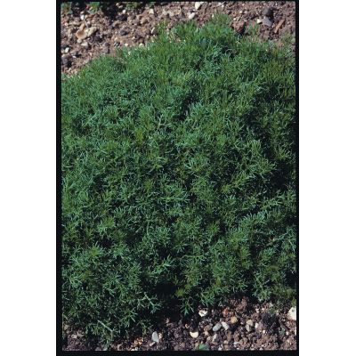 Chamomile Lawn