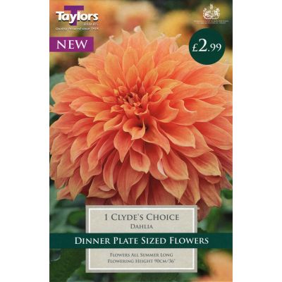 Wide Range of Quality Bulbs at Rutland Garden Centre