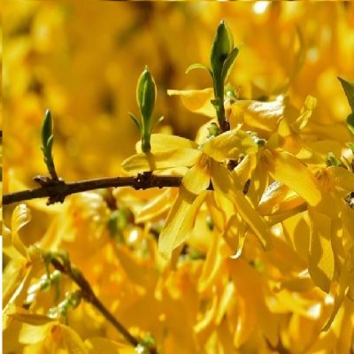 Forsythia x intermedia 'Spectabilis' Shrub - image 3