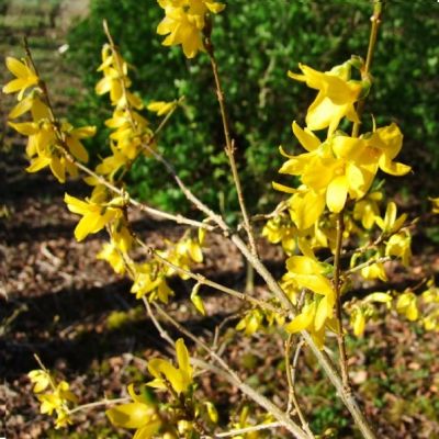 Forsythia x intermedia 'Spectabilis' Shrub - image 3