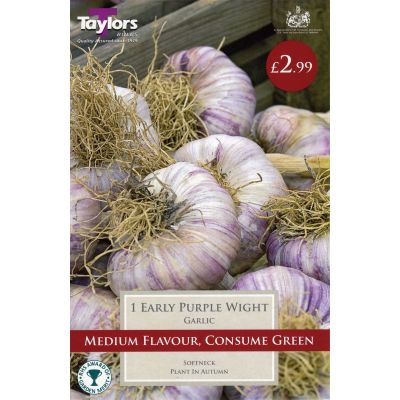 Garlic Early Purple Wight