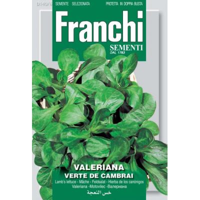 Lambs Lettuce Cambrai