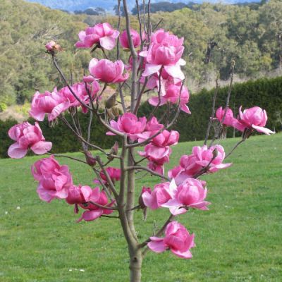 Magnolia In Varieties - image 1
