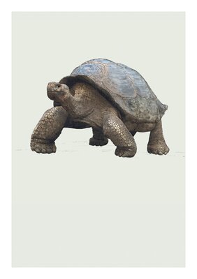Galapagos Giant Tortoise Card