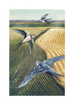 Swallows over Farmland Card